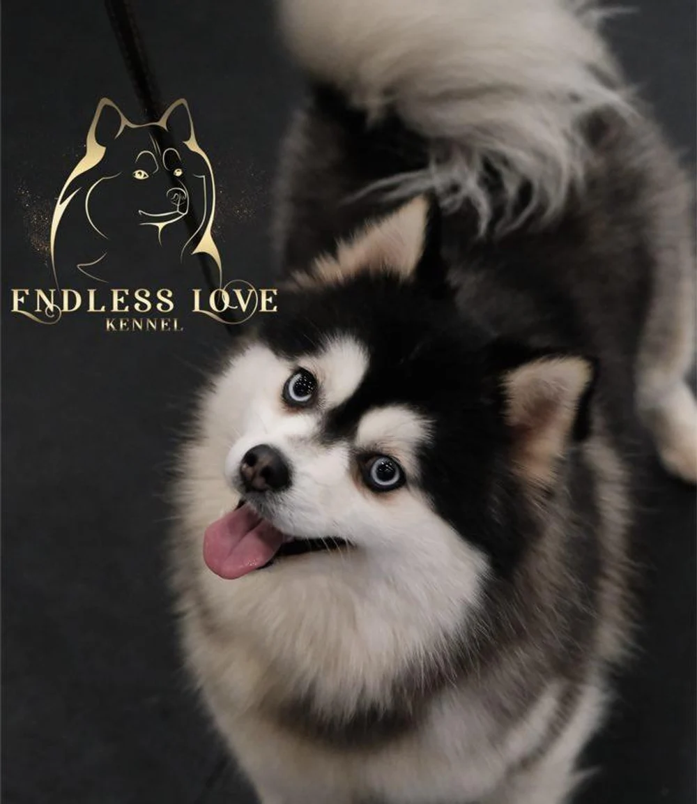 Endless Love